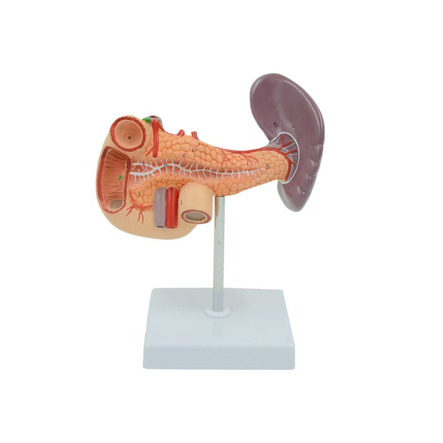 Rear Organs of Upper Abdomen Model – Dr Wong Anatomy