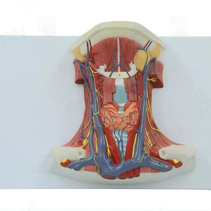 Neck and Throat Model with Muscles, Veins and Arteries – Dr Wong Anatomy
