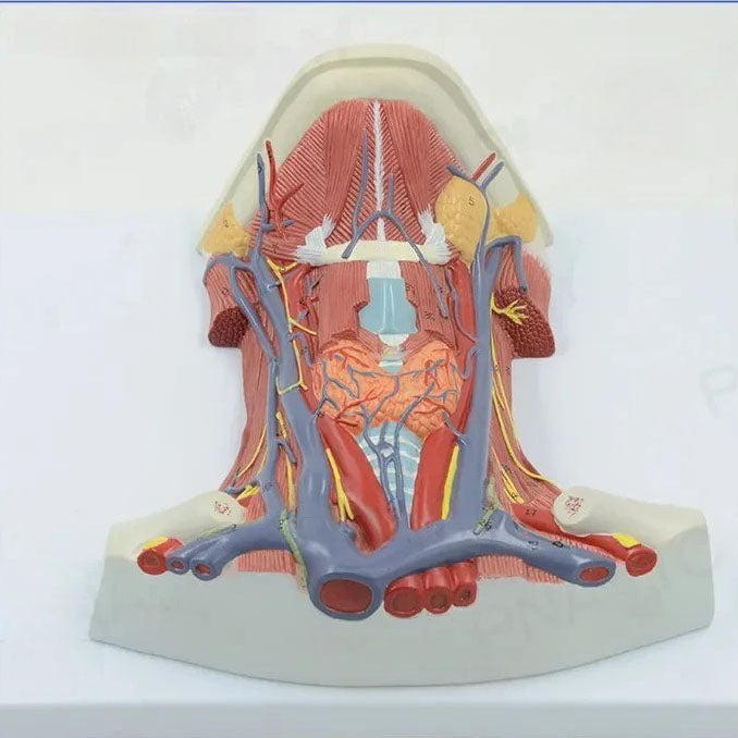 Neck and Throat Model with Muscles, Veins and Arteries – Dr Wong Anatomy