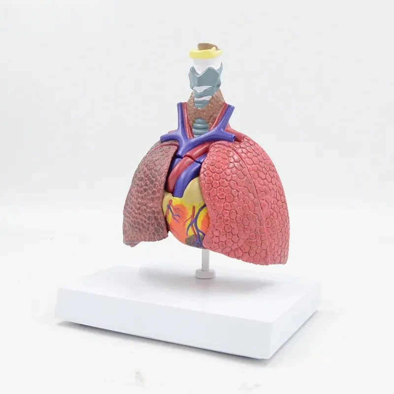 Lung Model with Larynx, 5 Part – Dr Wong Anatomy