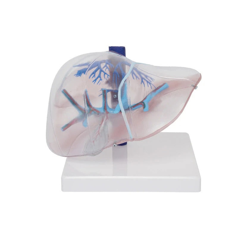 Transparent Liver Model – Dr Wong Anatomy
