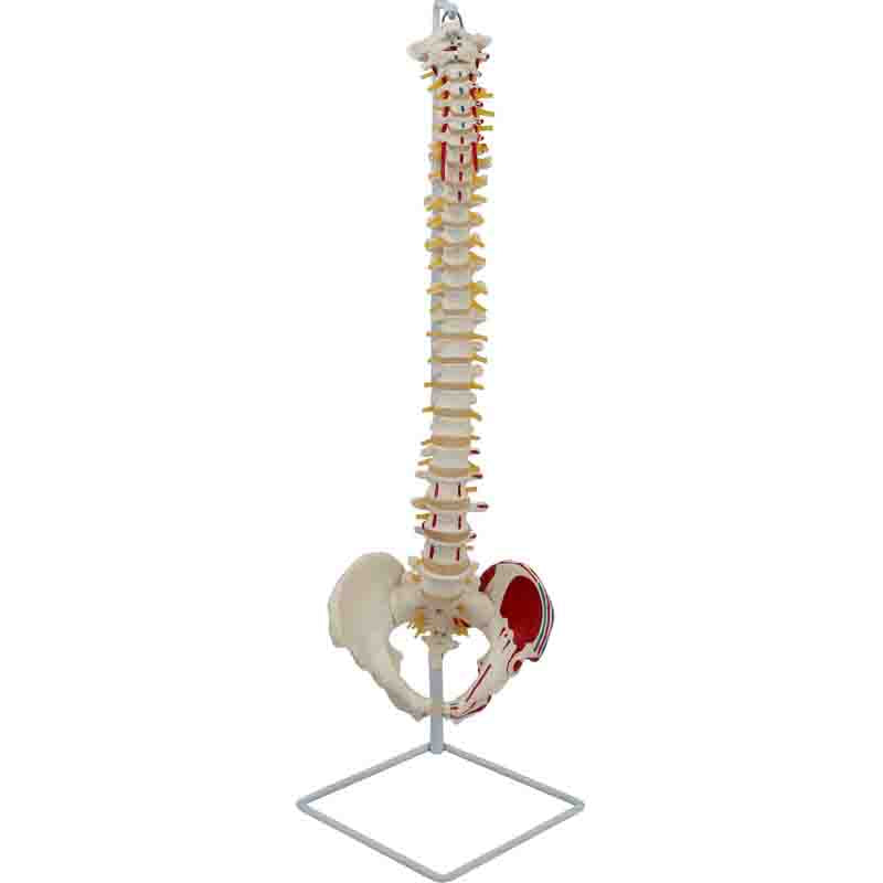 Flexible Spine Model With Pelvis And Painted Muscles