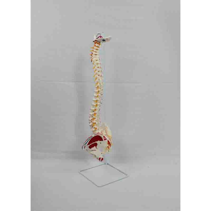 Flexible Spine Model With Pelvis And Painted Muscles