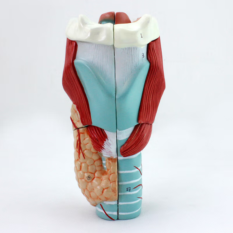 3B Scientific G20 Functional Larynx Model – 2.5x Life Size, Movable Vocal Cords, With 3B Smart Anatomy Access