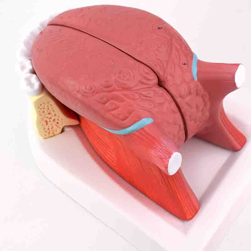 Tongue Anatomy Model