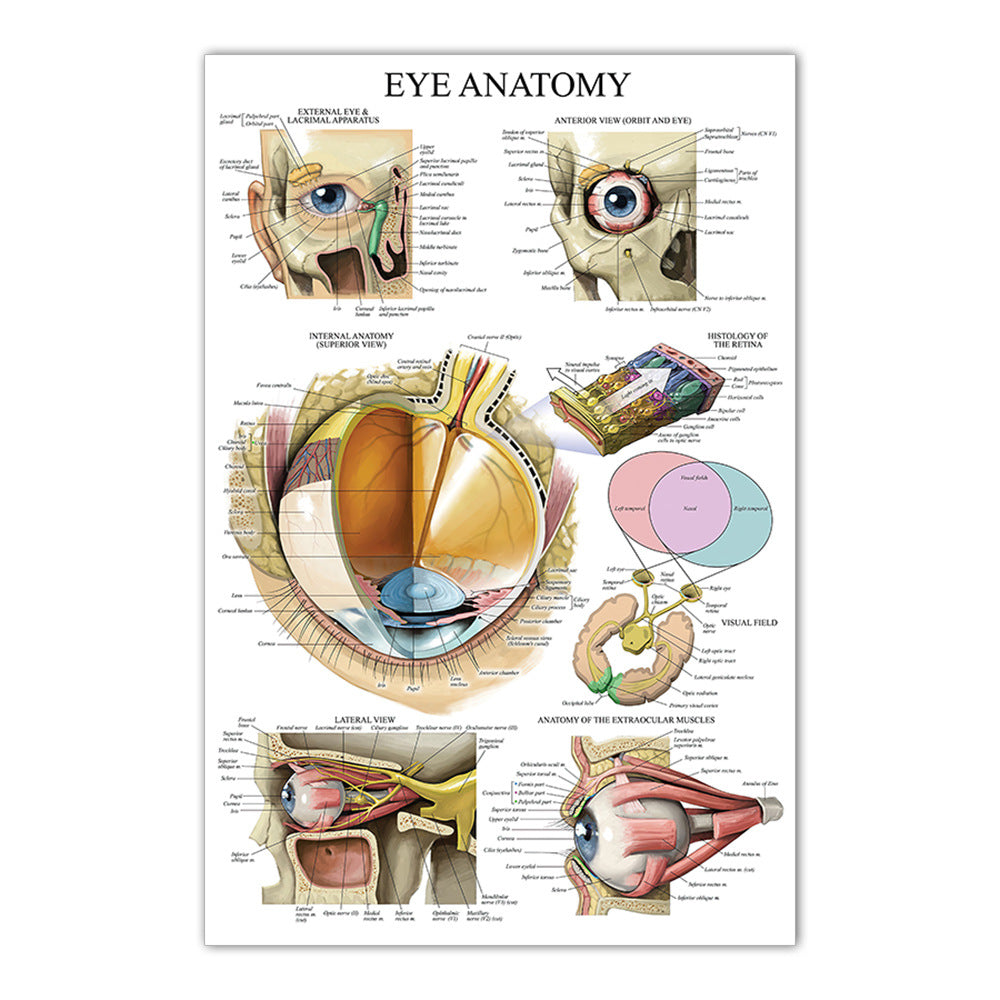 Eye Anatomy Chart - Dr Wong Anatomy