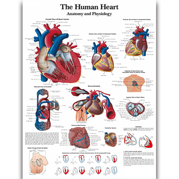 The Human Heart Chart - Dr Wong Anatomy
