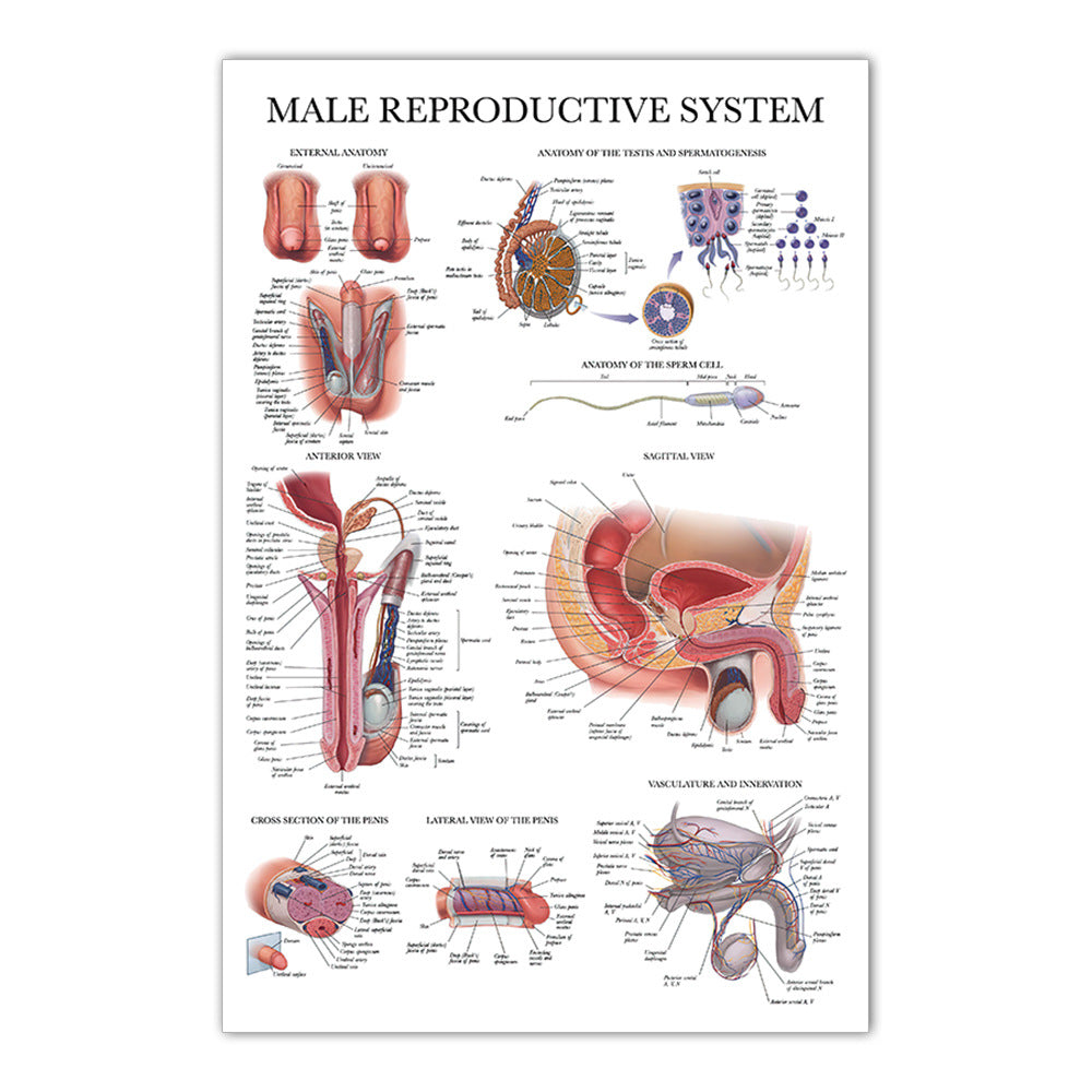 Male Reproductive System Chart - Dr Wong Anatomy