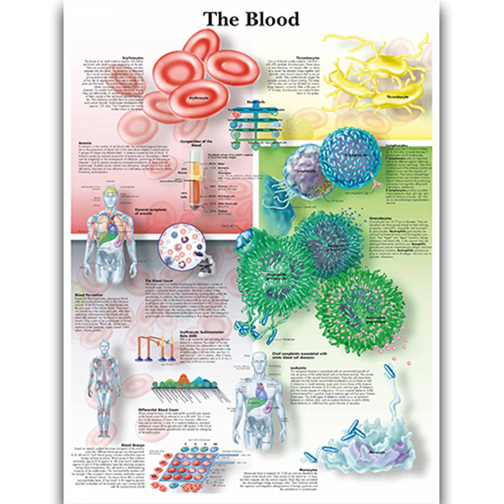 The Blood Chart - Dr Wong Anatomy