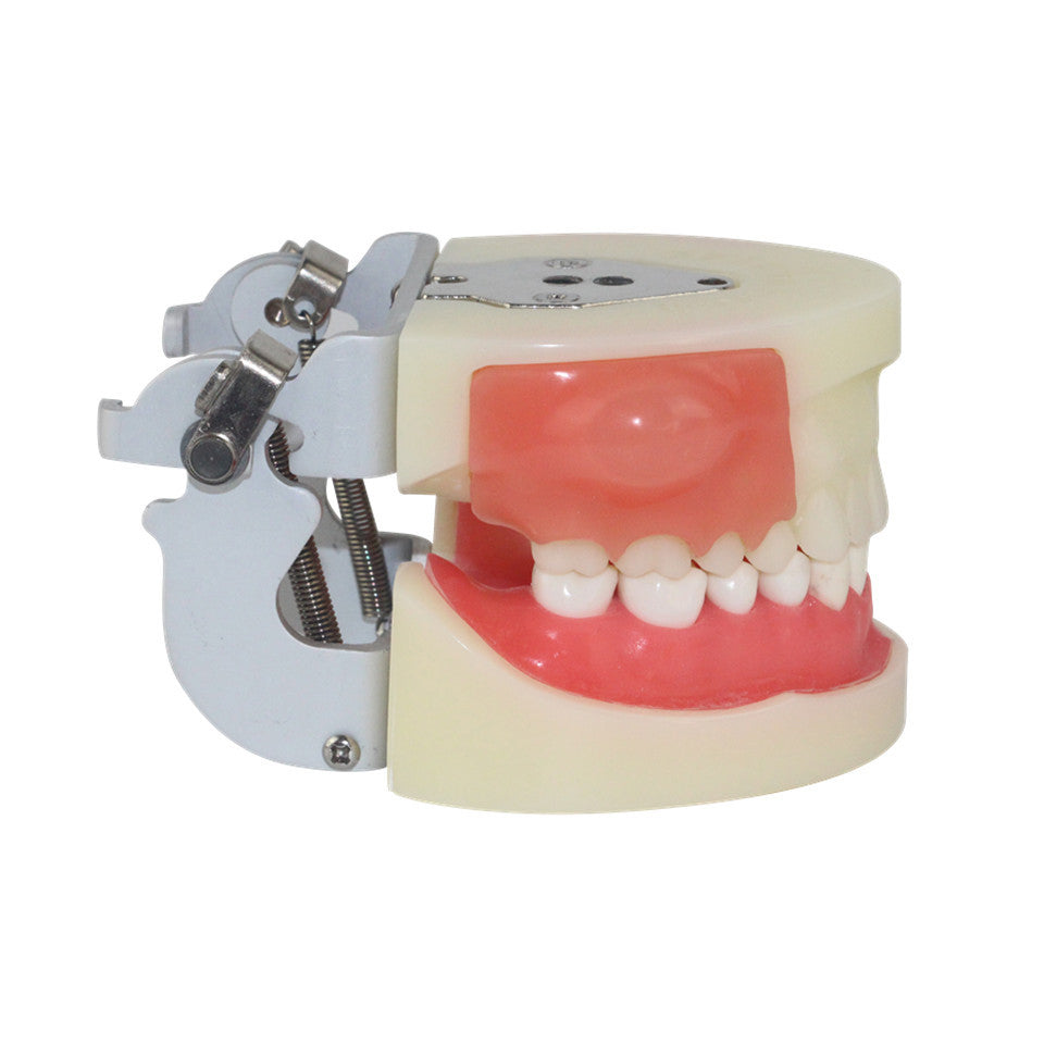 Dental Incision/Pus Removal Model