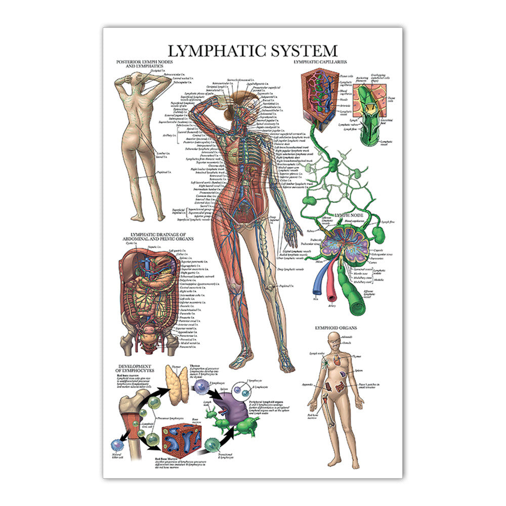 Lymphatic System Chart - Dr Wong Anatomy