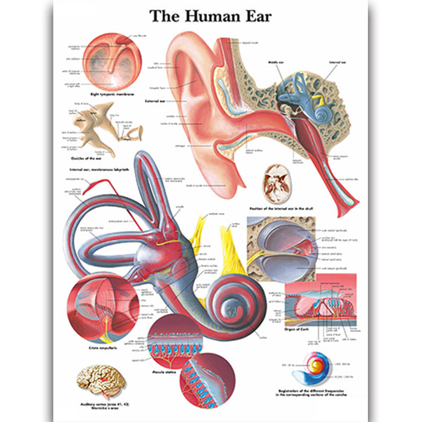 The Human Ear Chart - Dr Wong Anatomy
