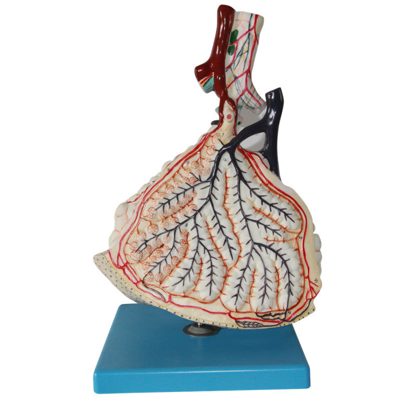 Anatomy Model - Lobule of the Lung, 150X Life-Size – Dr Wong Anatomy