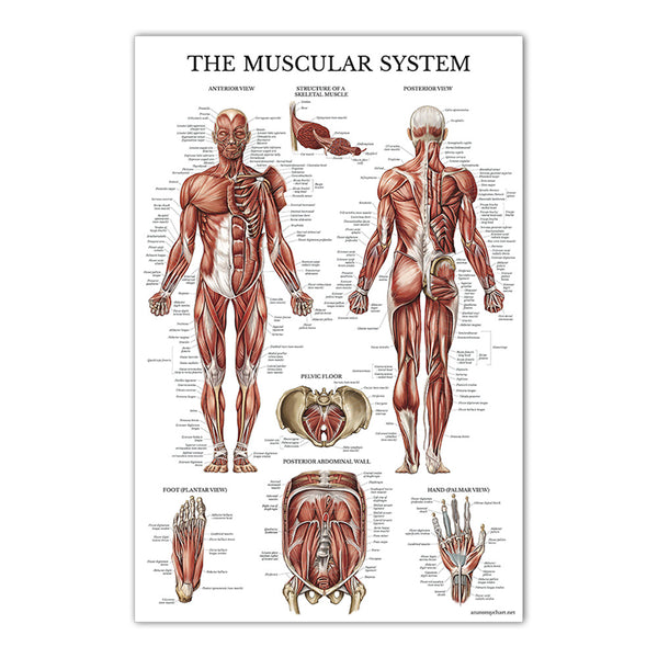 The Muscular System Chart - Dr Wong Anatomy