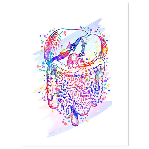 Anatomy Art Print - Digestive System – Dr Wong Anatomy