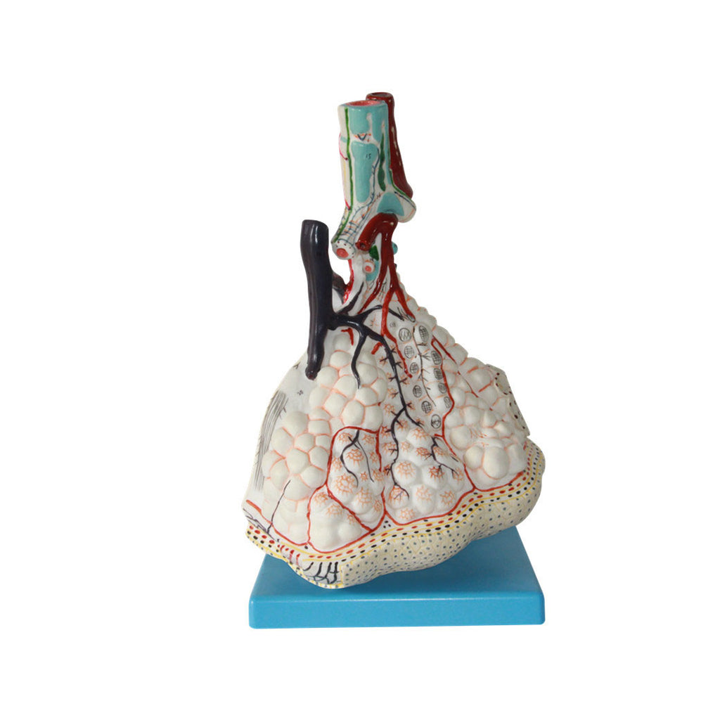 Lobule of the Lung Model, 150X Life-Size - Dr Wong Anatomy