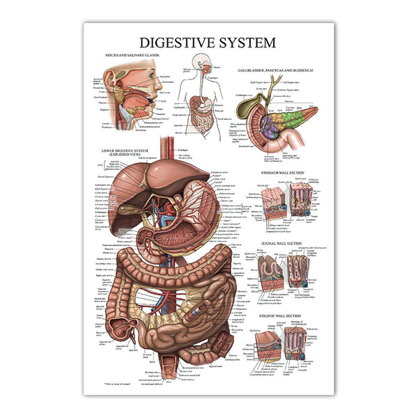 Digestive System Chart - Dr Wong Anatomy