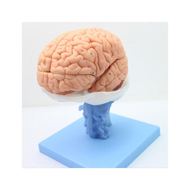 Human Brain Model, 15 Parts - Dr Wong Anatomy