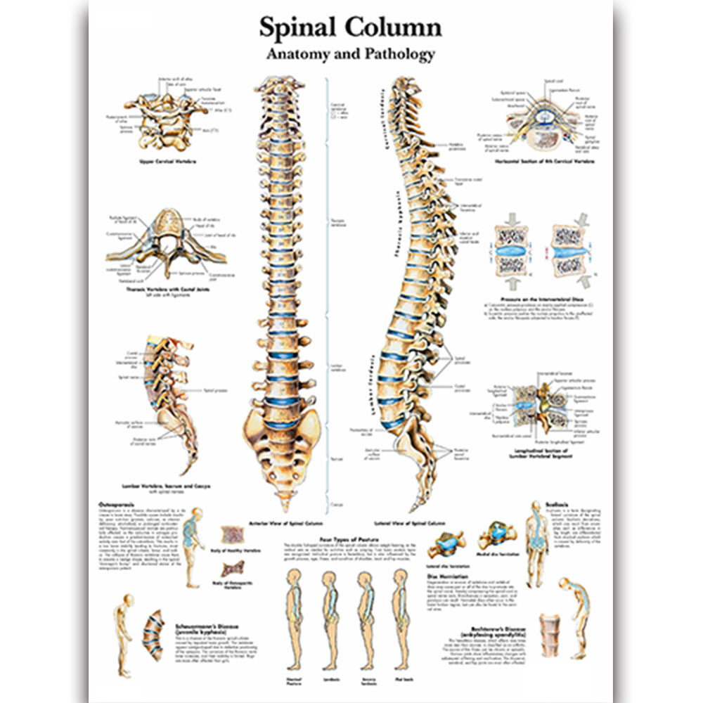Spinal Column Chart - Dr Wong Anatomy