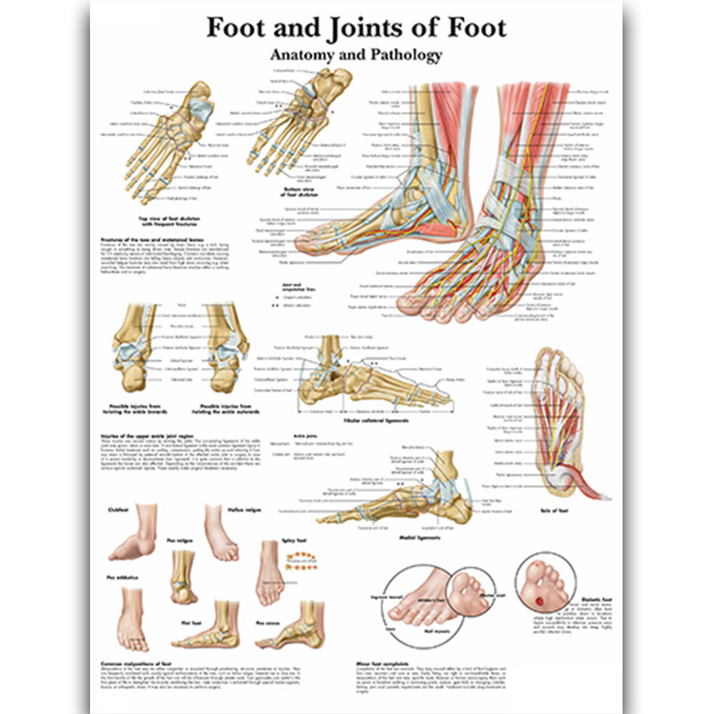 Foot and Joints of Foot Chart - Dr Wong Anatomy