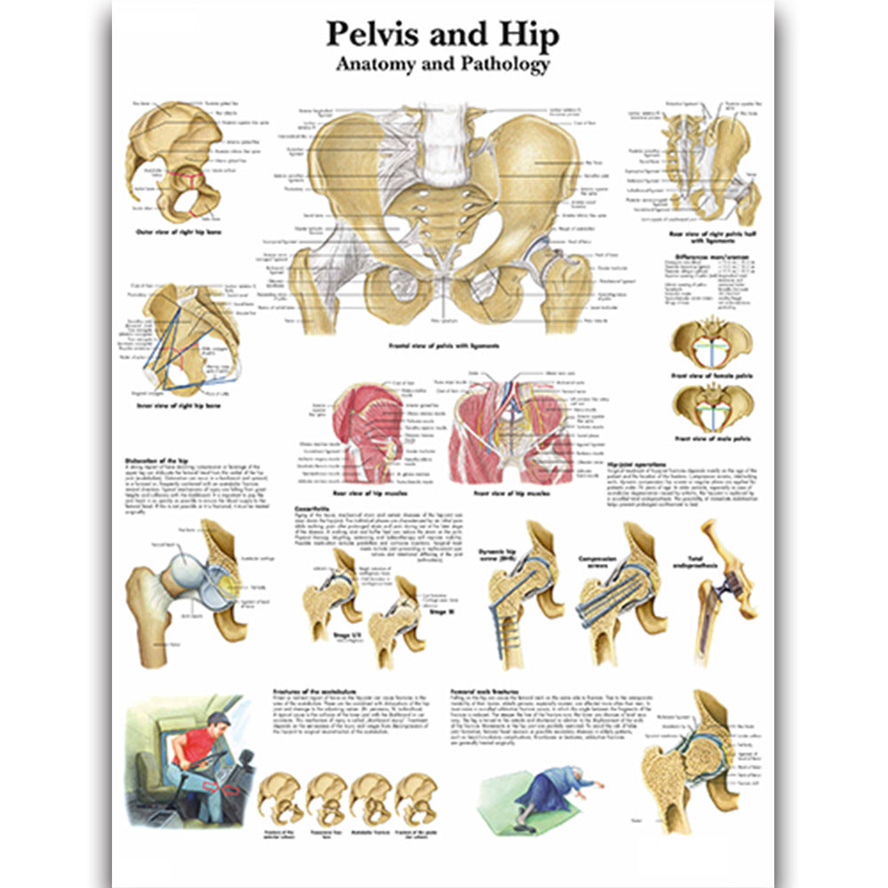 Pelvis and Hip Chart - Dr Wong Anatomy