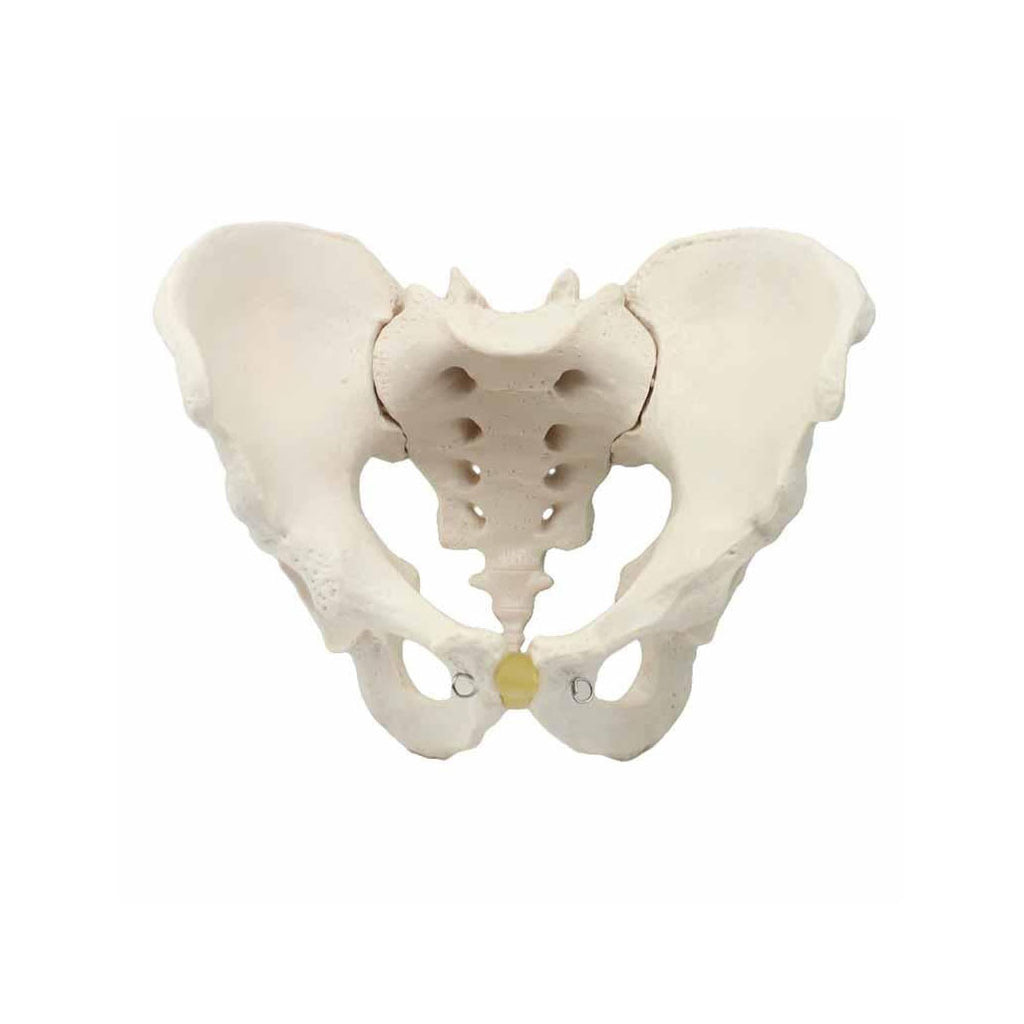Female Pelvic Skeleton Model - Dr Wong Anatomy