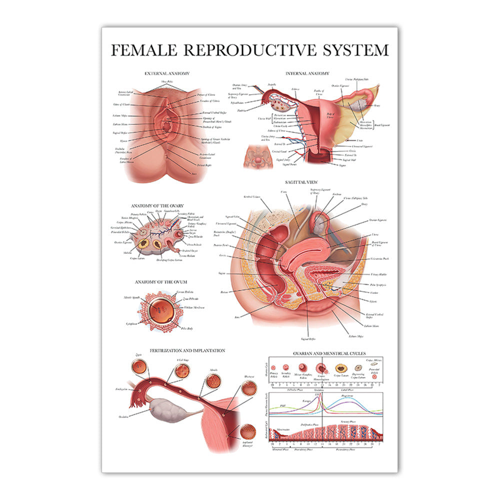 Female Reproductive System Chart - Dr Wong Anatomy