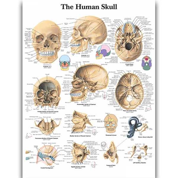  The Human Skull Chart - Dr Wong Anatomy