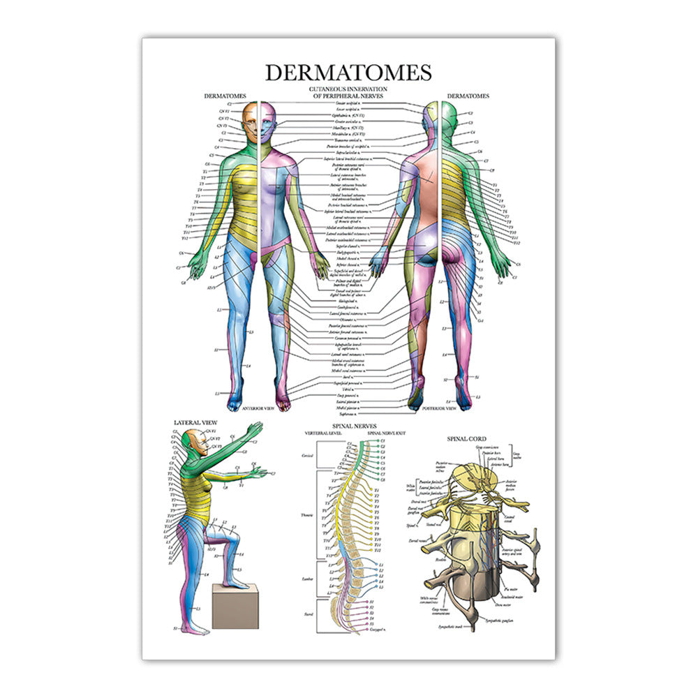 Dermatomes Chart - Dr Wong Anatomy
