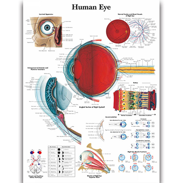 Human Eye Chart - Dr Wong Anatomy