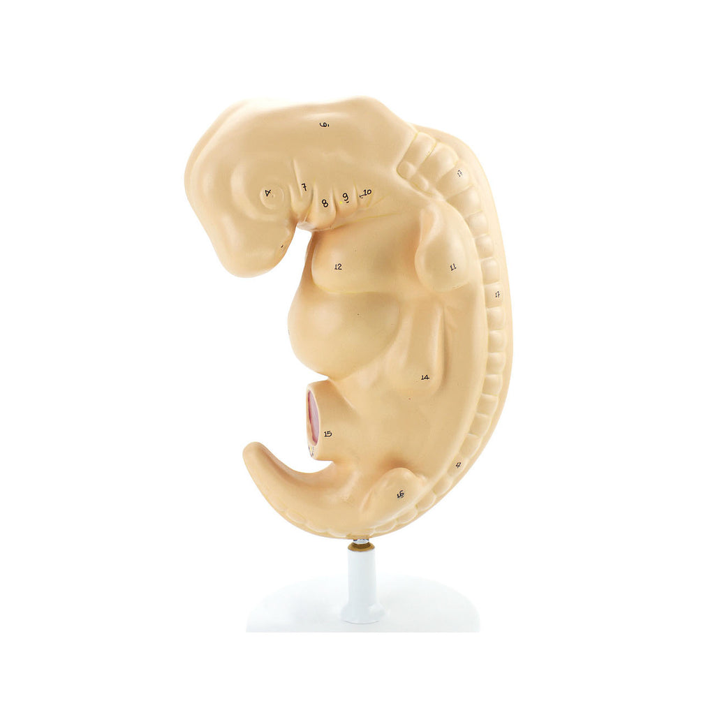 Embryo Model, 25X Life-Size - Dr Wong Anatomy