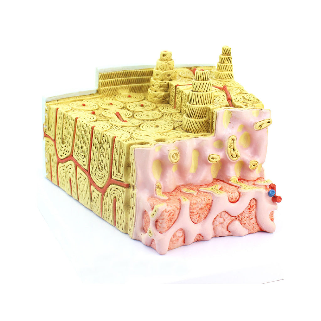 Bone Structure Model, 80X Life-Size - Dr Wong Anatomy