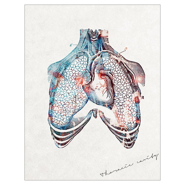Anatomy Art Print - Heart and Lungs