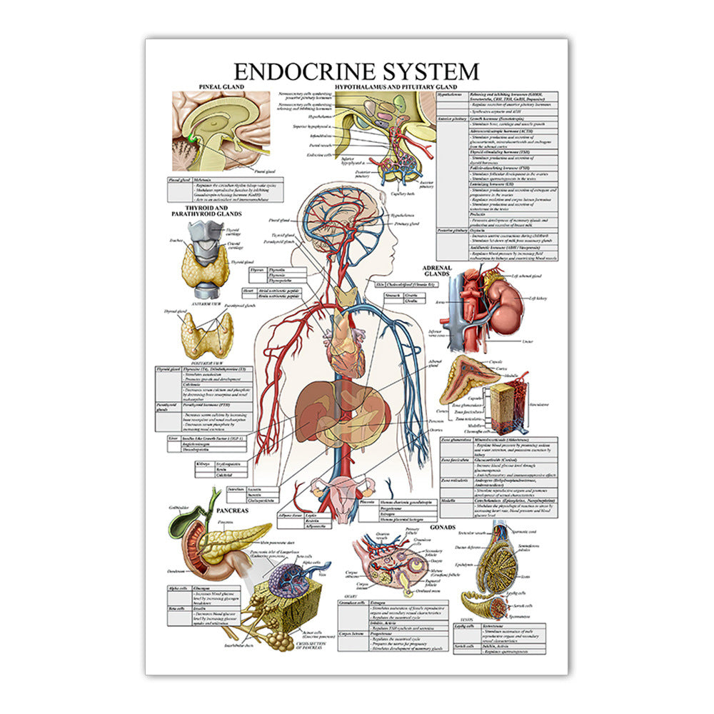 Endocrine System Chart - Dr Wong Anatomy