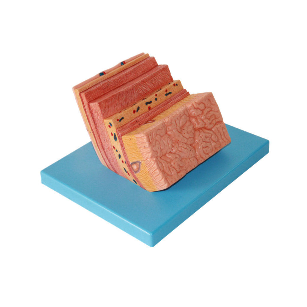 Stomach Wall Model - Dr Wong Anatomy