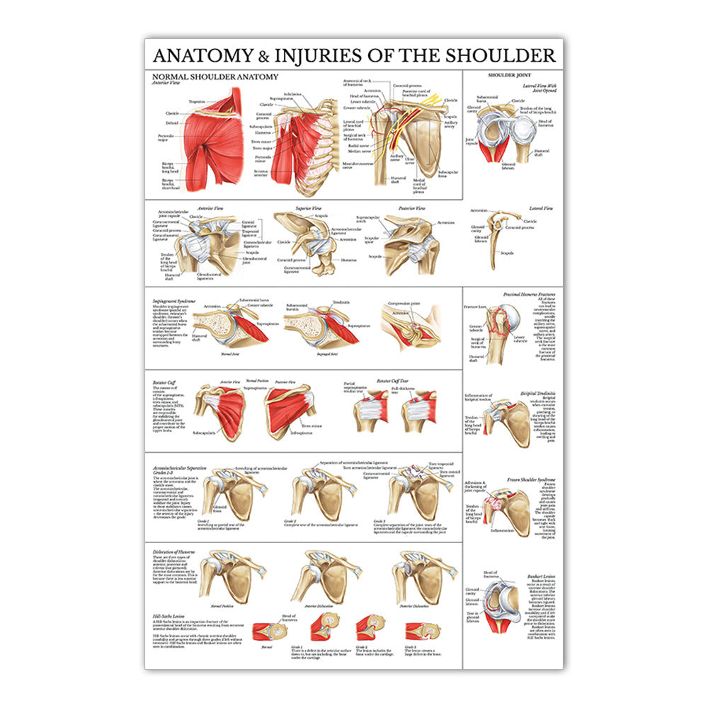 Anatomy & Injuries of the Shoulder Chart - Dr Wong Anatomy