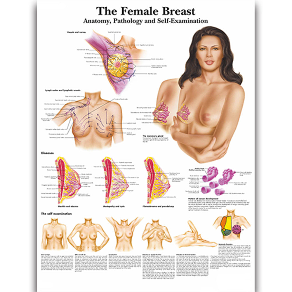 The Female Breast Chart - Dr Wong Anatomy