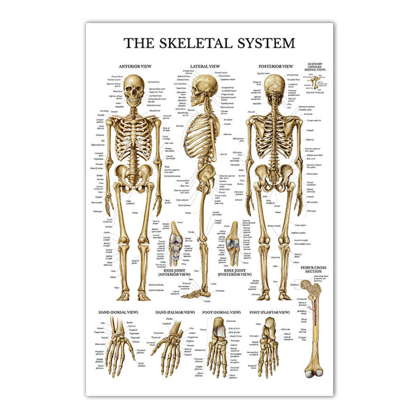 The Skeletal System Chart - Dr Wong Anatomy