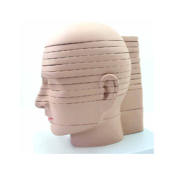 Anatomical Section of Head Model - Dr Wong Anatomy