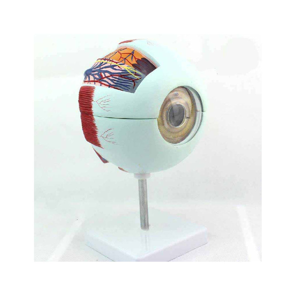 Eye Model, 6X Full-Size, 6 Parts - Dr Wong Anatomy