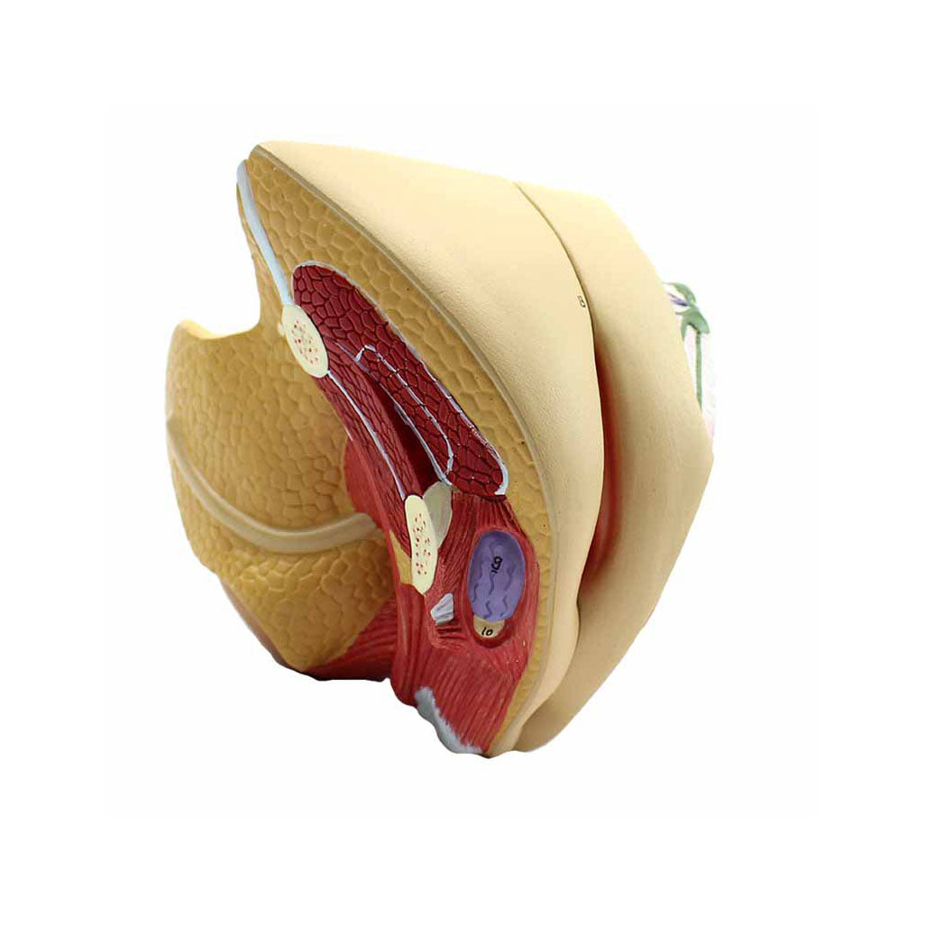 Female Genital Organs Model, 4 Parts, image size:1027x1027