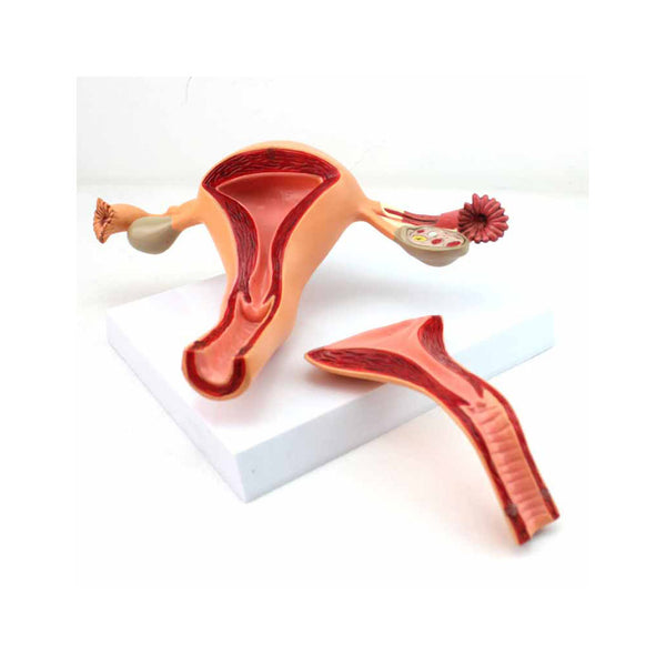 Female Reproductive Organs Model, 2 Parts - Dr Wong Anatomy