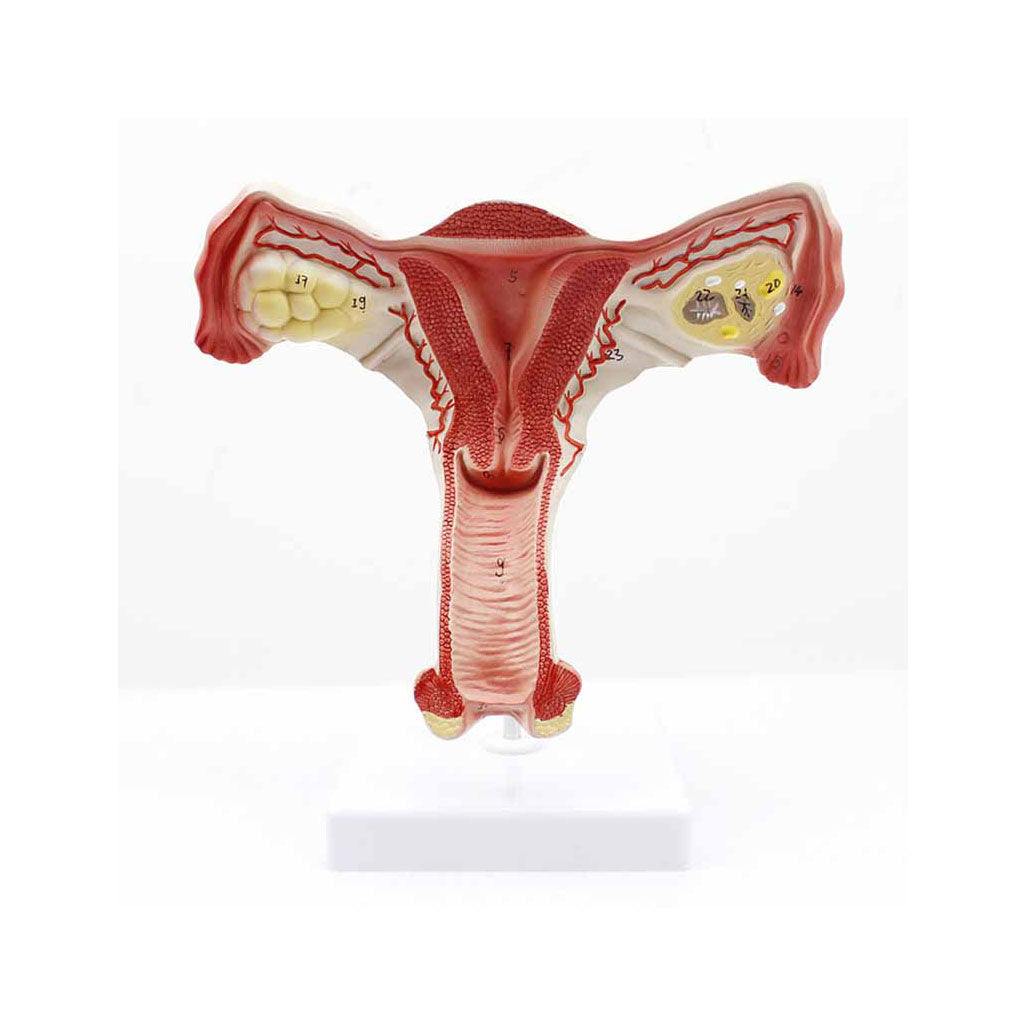 Female Reproductive Organs Model, image size:1027x1027