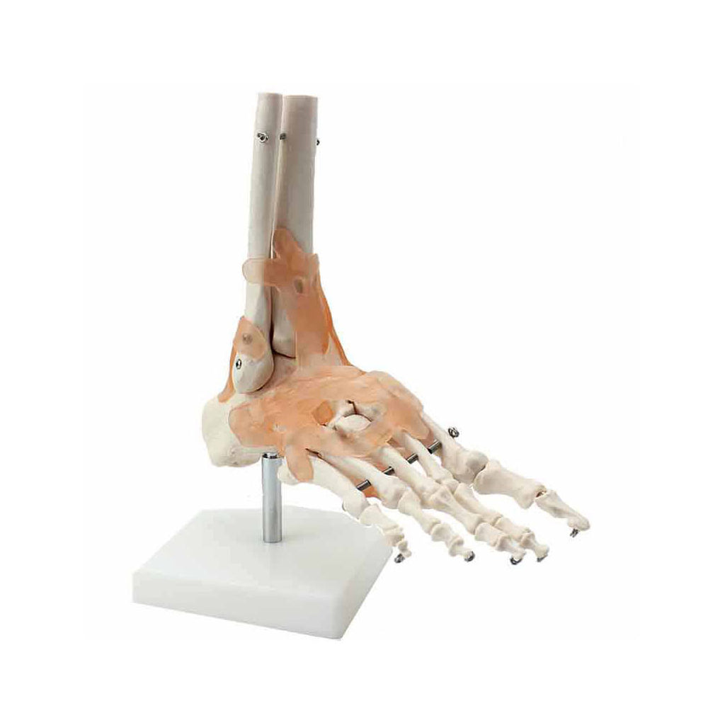 Functional Ankle Joint Model with Ligaments - Dr Wong Anatomy