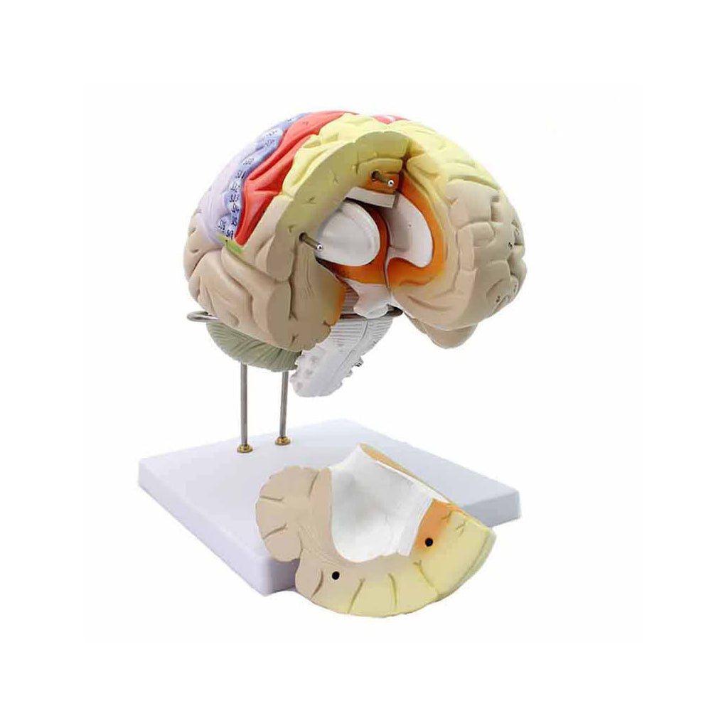 Giant Brain Model, 2X Full-Size, 4 Parts - Dr Wong Anatomy