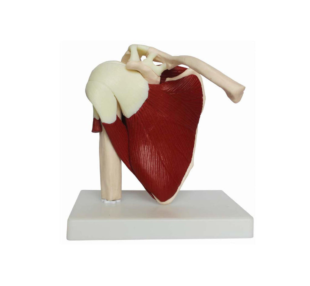 Muscled Shoulder Joint Anatomy Model - Dr Wong Anatomy
