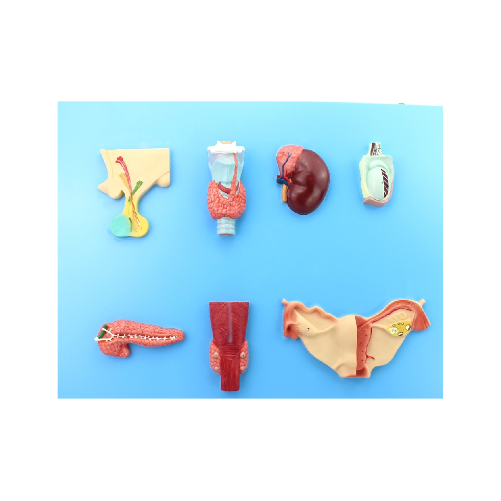 Human Endocrine Organs Model- Dr Wong Anatomy