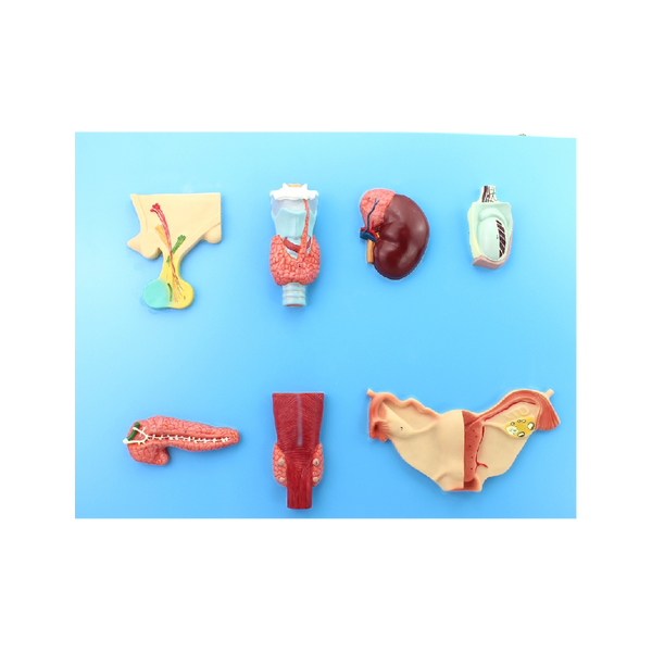 Human Endocrine Organs Model- Dr Wong Anatomy