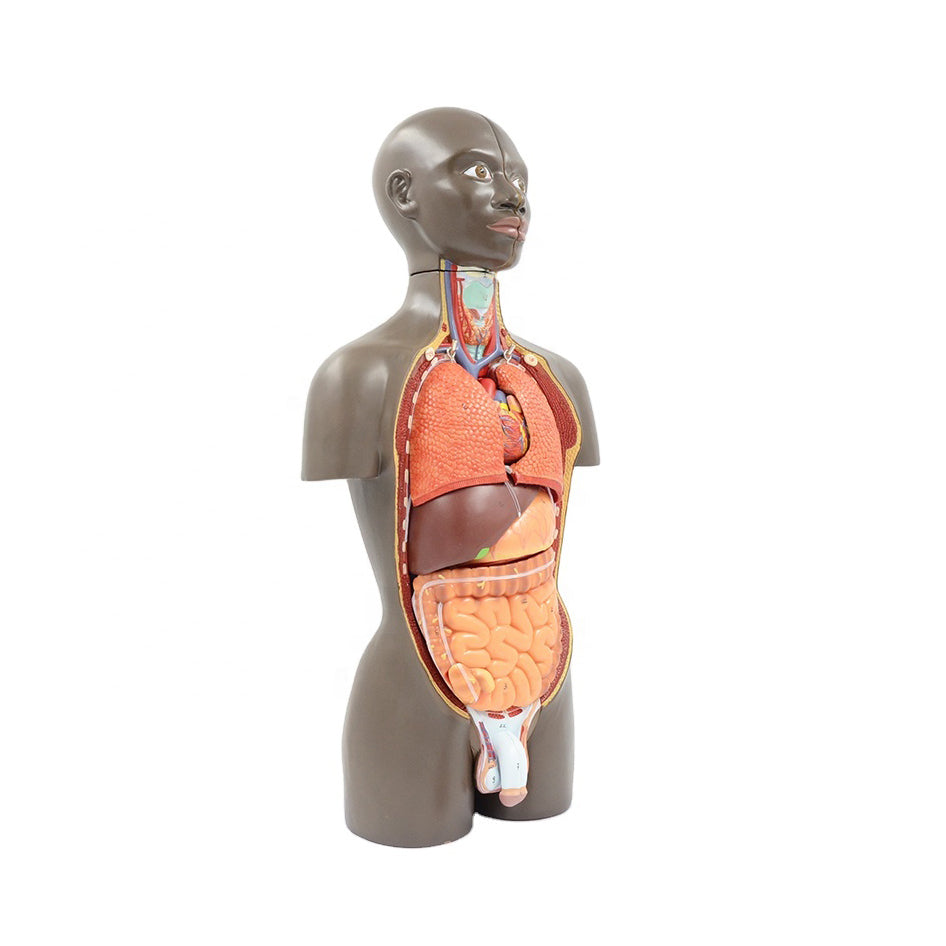 Mini Torso Model, Half Life-Size, 16 Parts - Dr Wong Anatomy