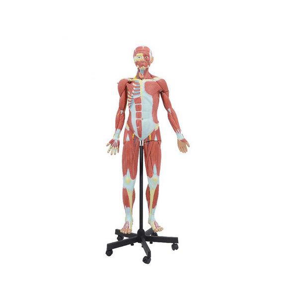 Human Muscular Figure Model, 32 Parts, 4ft 7in (140cm) - Dr Wong Anatomy